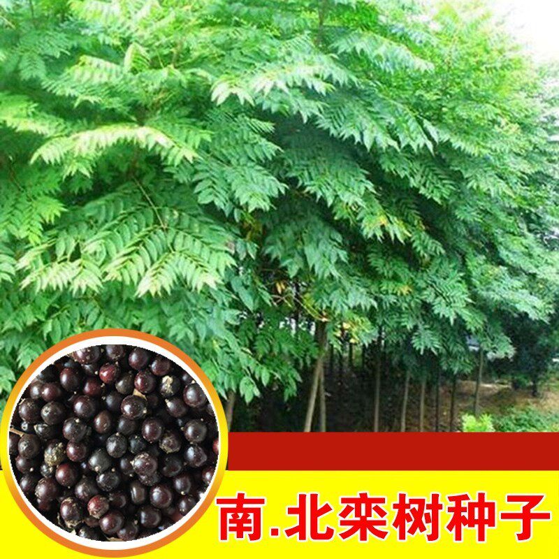 新栾树种子南栾树种北栾种子黄山栾种子灯笼树绿化北京栾树种籽子