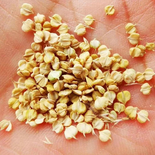 棒棒草籽喂养小龙虾养殖水草种籽