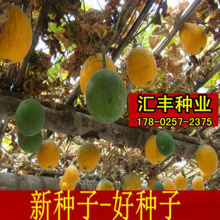 吊瓜子 瓜蒌种子 天花粉 栝楼 树种 瓜篓籽 皖篓15号 18号