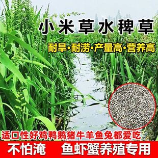 小米草种籽水稗草种子池塘四季养鱼龙虾牧草水草籽吃不败稗子草种
