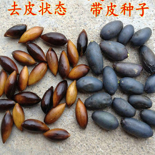 金丝楠木树种子 四川小叶楠 细叶金丝楠 桢楠 包邮 楠木种子