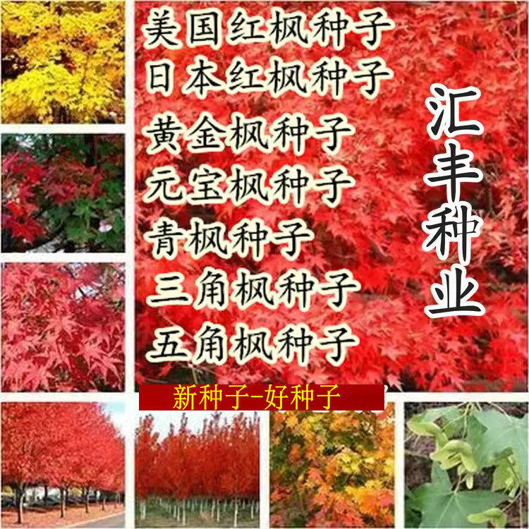 五角枫种子三角枫元宝枫青枫小叶鸡爪槭嫁接红枫血皮槭树籽耐寒