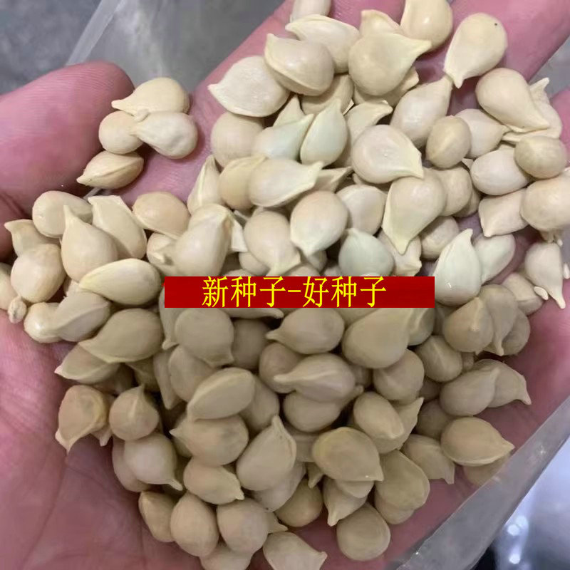 枳壳红桔籽枝小叶香橙种子