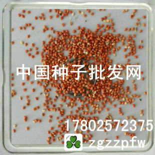 新采杂交构树种子 构树苗 构桃树 构乳树 楮 假杨梅 出芽高