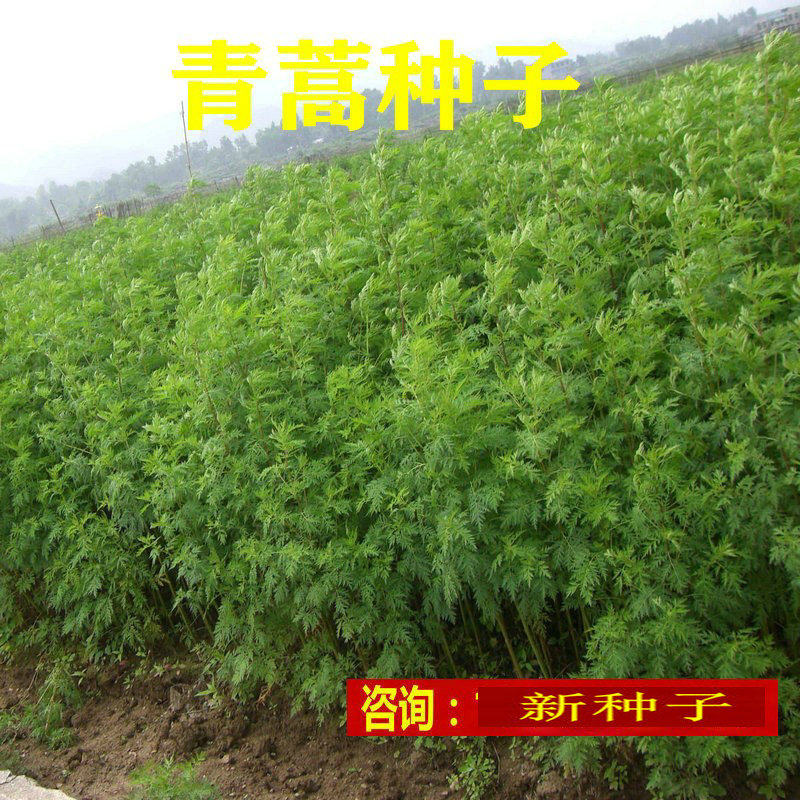 青蒿种子白蒿黄花蒿青蒿种子香蒿种子草蒿 廪蒿 茵陈艾蒿草籽