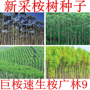 巨桉树种子尾叶桉蓝桉杏仁桉防沙防风大小叶桉速生桉树韦赤桉26号