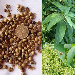 新采漆树种子 小木漆树苗树木 高产油漆树籽 野生大木油漆种子