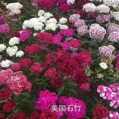 五彩石竹种子四季混色须十样锦