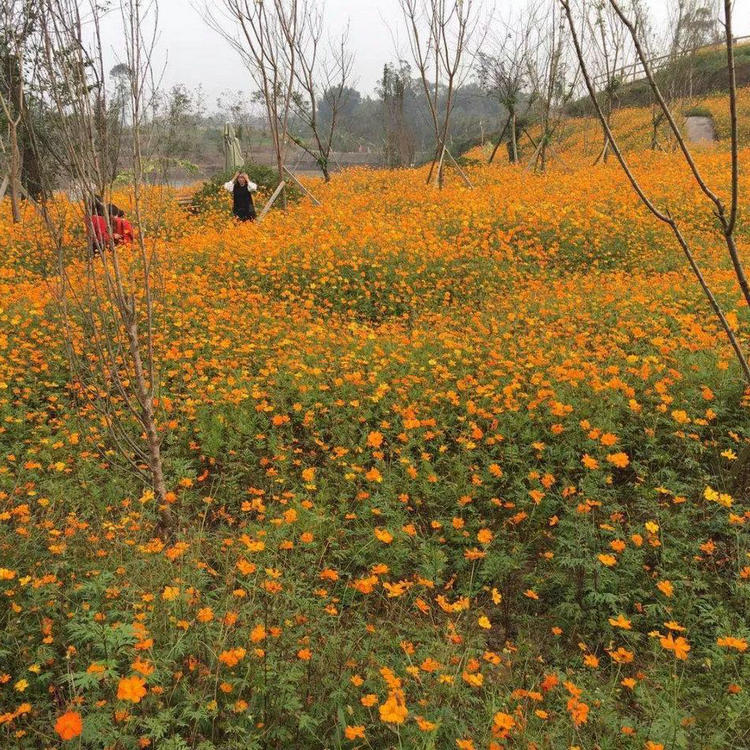 硫华菊种子黄色格桑花家