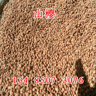 山樱种子 嫁接樱桃树种 山樱桃树种 马哈利 大青叶种子