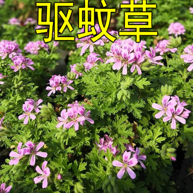 QCD驱蚊草种子花庭院室内