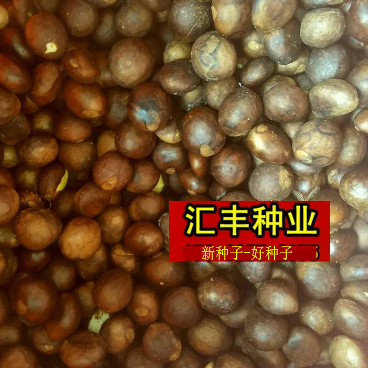 今年新鲜枇杷种子 占地果树 枇杷树种 琵琶种子 枇杷果 枇杷树籽