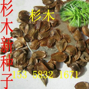 水杉油杉冷杉云杉籽池杉柳杉南洋杉落羽杉刺杉沙树四川杉木种子