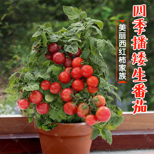 食用草莓薄荷室内阳台番茄种子