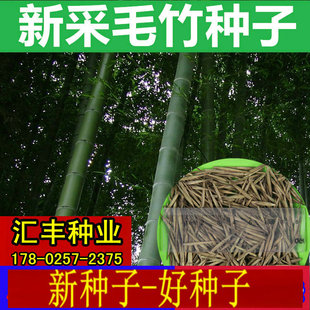 大型毛竹种子青竹紫竹麻竹楠竹四季风景竹子雷竹食用竹笋冬笋高产