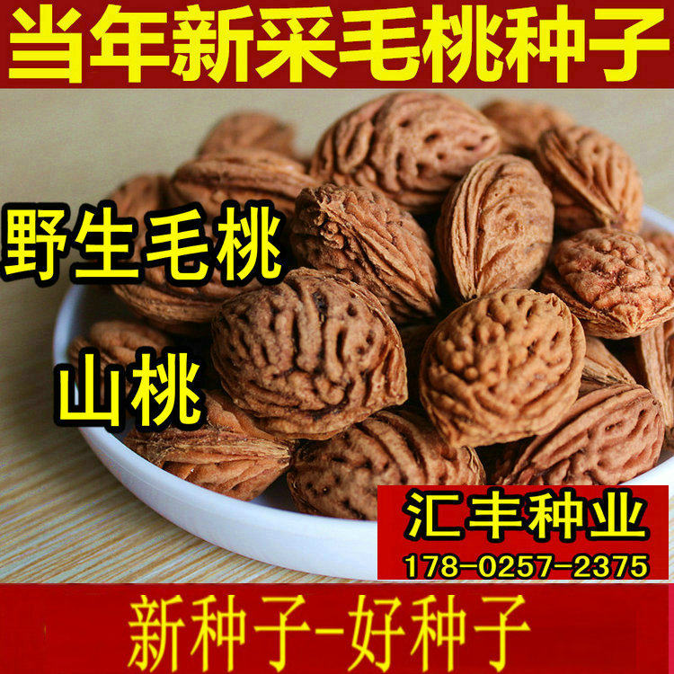 野生毛桃种子 毛桃核 桃树种 桃胡 山毛桃 嫁接紫叶桃山桃籽