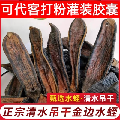 正宗水蛭中药材清水吊干宽体金边大水蛭野生蚂蟥金线蛭水蛭素通瘀