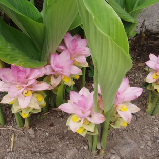 正宗广西莪术广术蓬莪术温郁金黄姜种苗药用赏花阳台庭园易种姜头