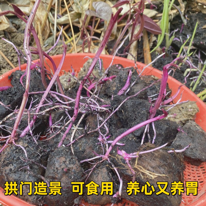 广西山药脚板薯种紫毛薯种大薯新鲜种植高产量紫山药蔬菜种子苗