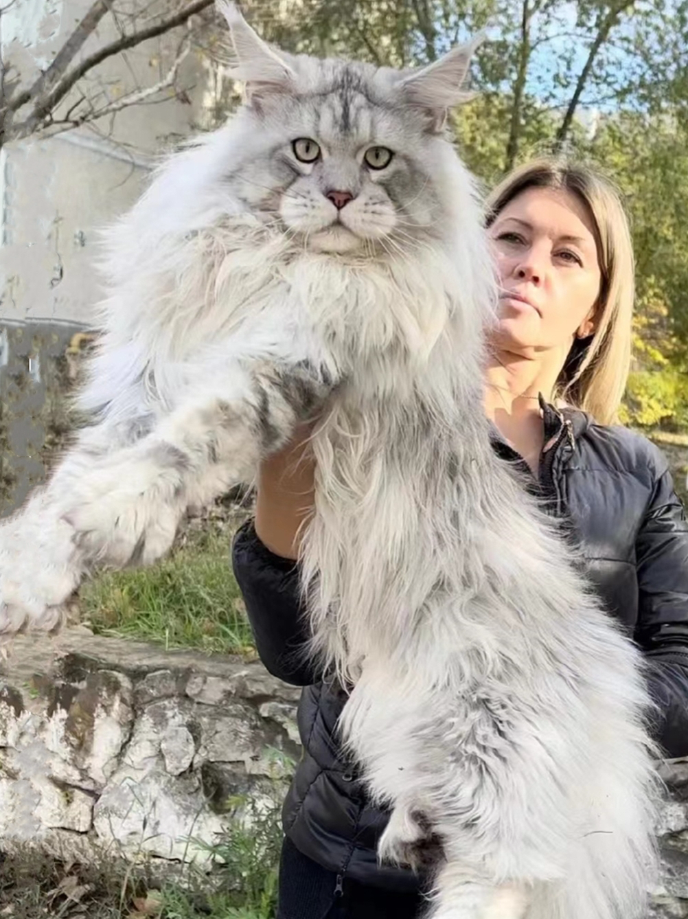 缅因猫幼猫纯种俄罗斯库恩宠物活体烟灰黑棕虎缅因巨型长毛猫赛级