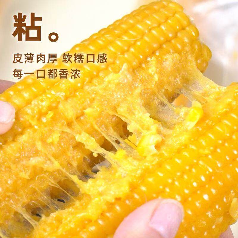 [整箱10根/8根/12根]含试吃3根黄糯玉米独立包装软糯香甜非转基因