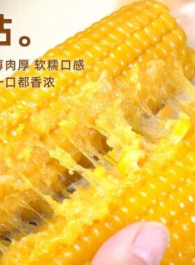 [整箱12根/10根/8根]多选项黄糯九独立包装软糯香甜单根230-270g