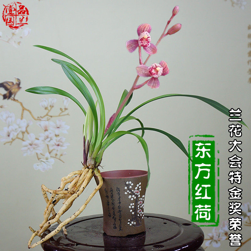 建兰四季兰花苗带花苞浓香特金奖矮种东方红荷名贵高档盆栽.