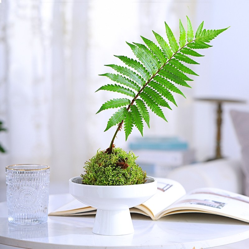 金丝蕨类植物盆栽室内盆景水培网红蕨好养易活苔藓球客厅桌面绿植 花东派对企业店 淘优券