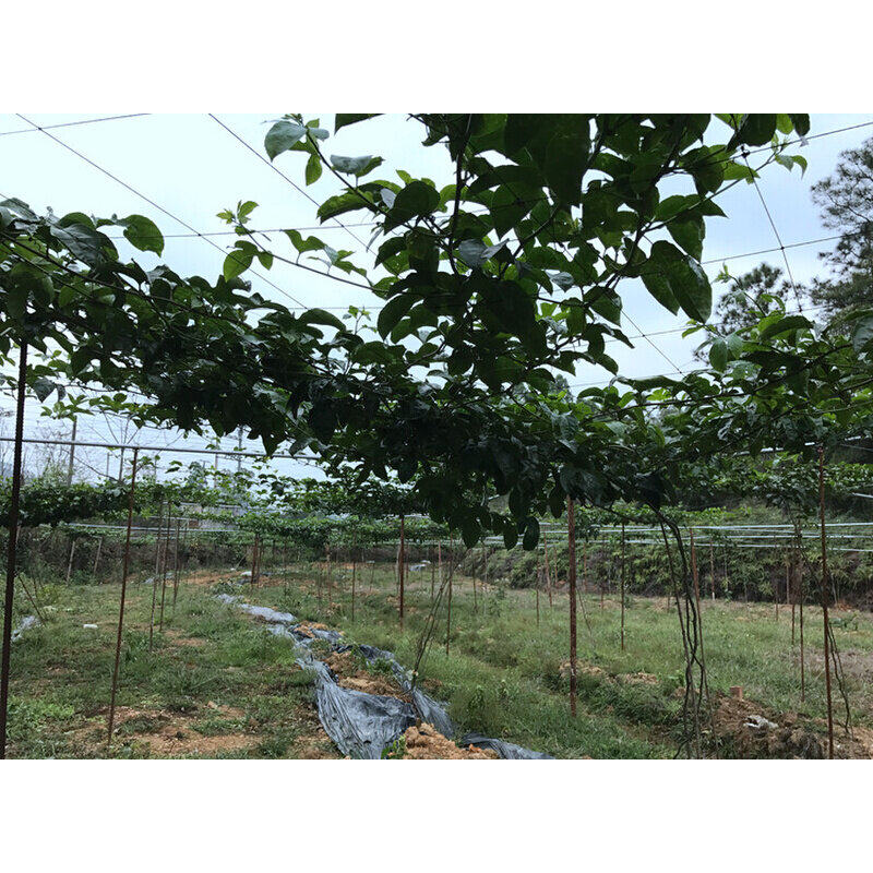 百香果搭架专用爬藤网棚架网搭棚网种植网瓜果网沃柑吊果网柑橘网
