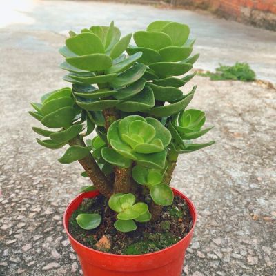 多肉植物钱串金钱木老桩景天防辐射吸甲醛盆栽花卉