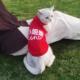 猫咪衣服防掉毛小猫猫衣服夏季 背心 可爱搞笑文字奶猫幼猫宠物薄款