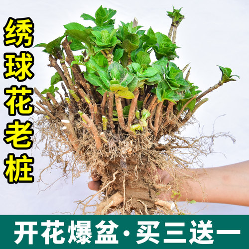 买三送一无尽夏绣球花老桩包活