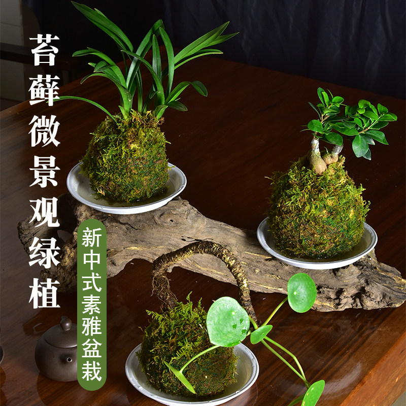 桌面绿植小盆栽小植物创意摆件办公桌装饰榕树石斛兰花苔藓球趣味