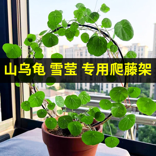 山乌龟雪莹专用爬藤架子款式多样