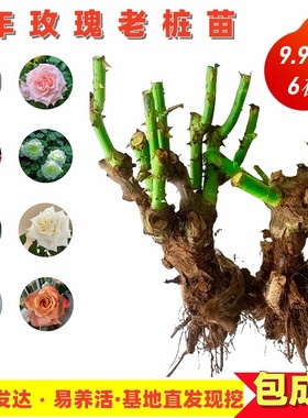 6棵 玫瑰花苗快速开花盆栽花卉植物室内花月季花树苗特大花老桩苗