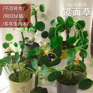 镜面草老桩盆栽盆景办公室桌面绿植好养活客厅室内观叶植物翠屏草