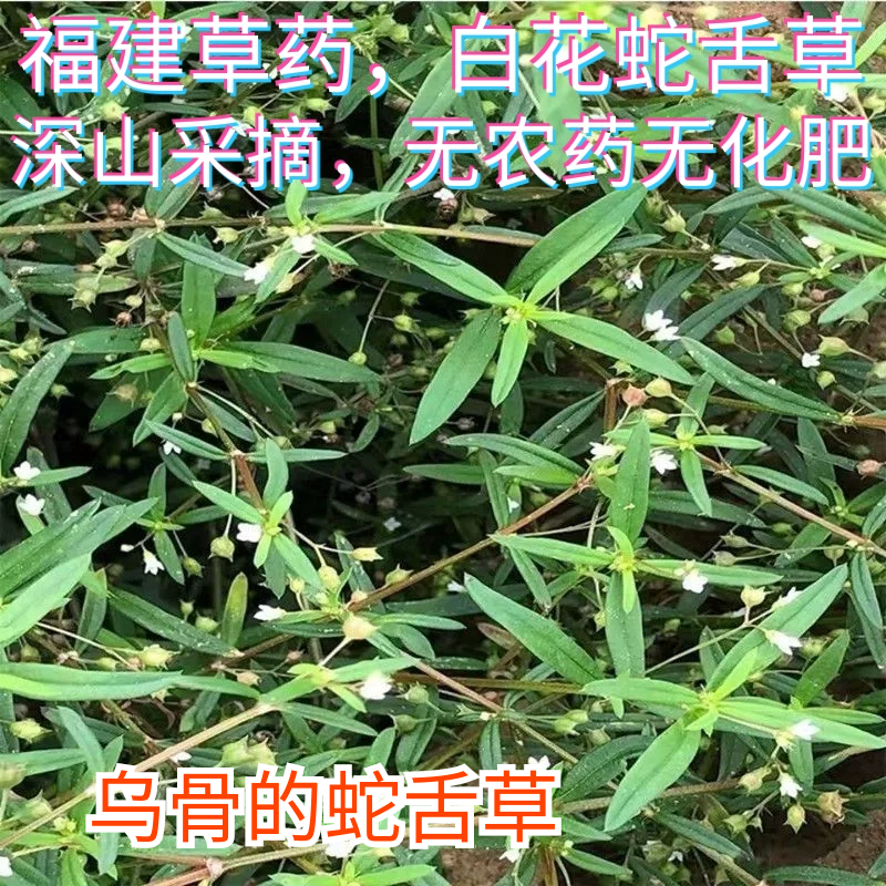 福建草药新鲜天然白花蛇舌草小号蛇舌草黑骨蛇舌草潮汕四方骨山蛇