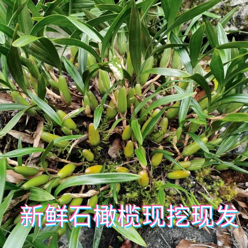 福建草药新鲜石橄榄石橄榄炖汤石斛青橄榄煲汤料石仙桃双叶炖小肠