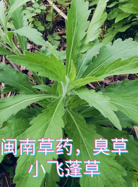 闽南草药新鲜小叶飞蓬草小山艾新鲜晒干根破布艾臭草千层塔野葵花