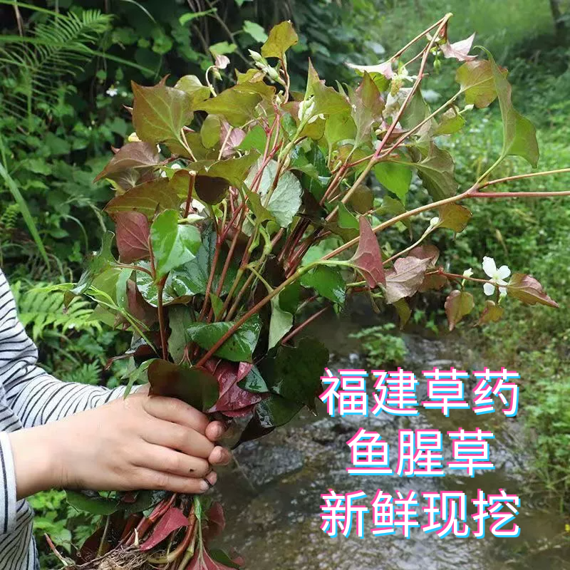 新鲜天然鱼腥草福建绿枝下火草药折耳菜侧耳根九节莲折耳根狗耳贴
