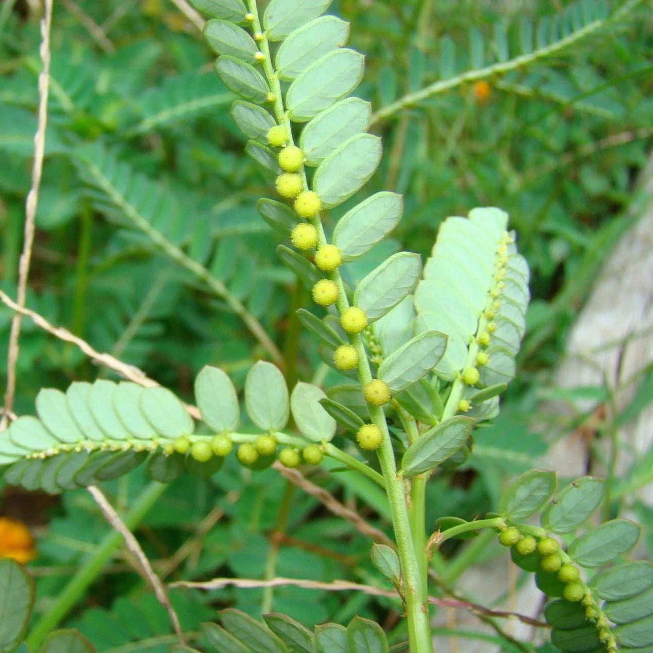 福建草药叶下珠新鲜珍珠草夜合草阴阳草假油柑草明目草龙珠草干货