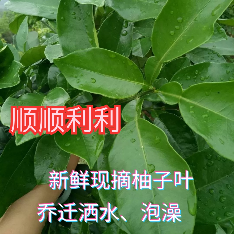 新鲜农家土柚子叶柚叶蜜柚乔迁新居转运沐浴老柚树新树叶泡澡药材