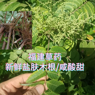 盐肤木根新鲜五培子根盐酸木盐霜树根盐刀柏根盐卤山盐青飞天蜈蚣
