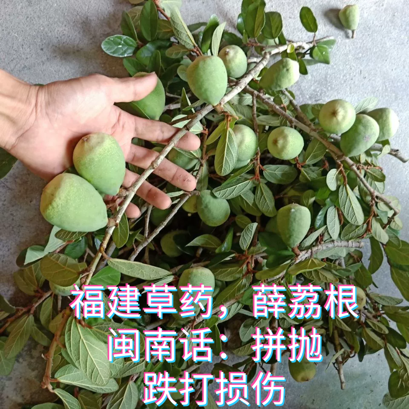 薛荔根藤宽筋藤温根藤伸筋藤接骨筋藤松筋藤奶母果鬼球木馒头霹雳