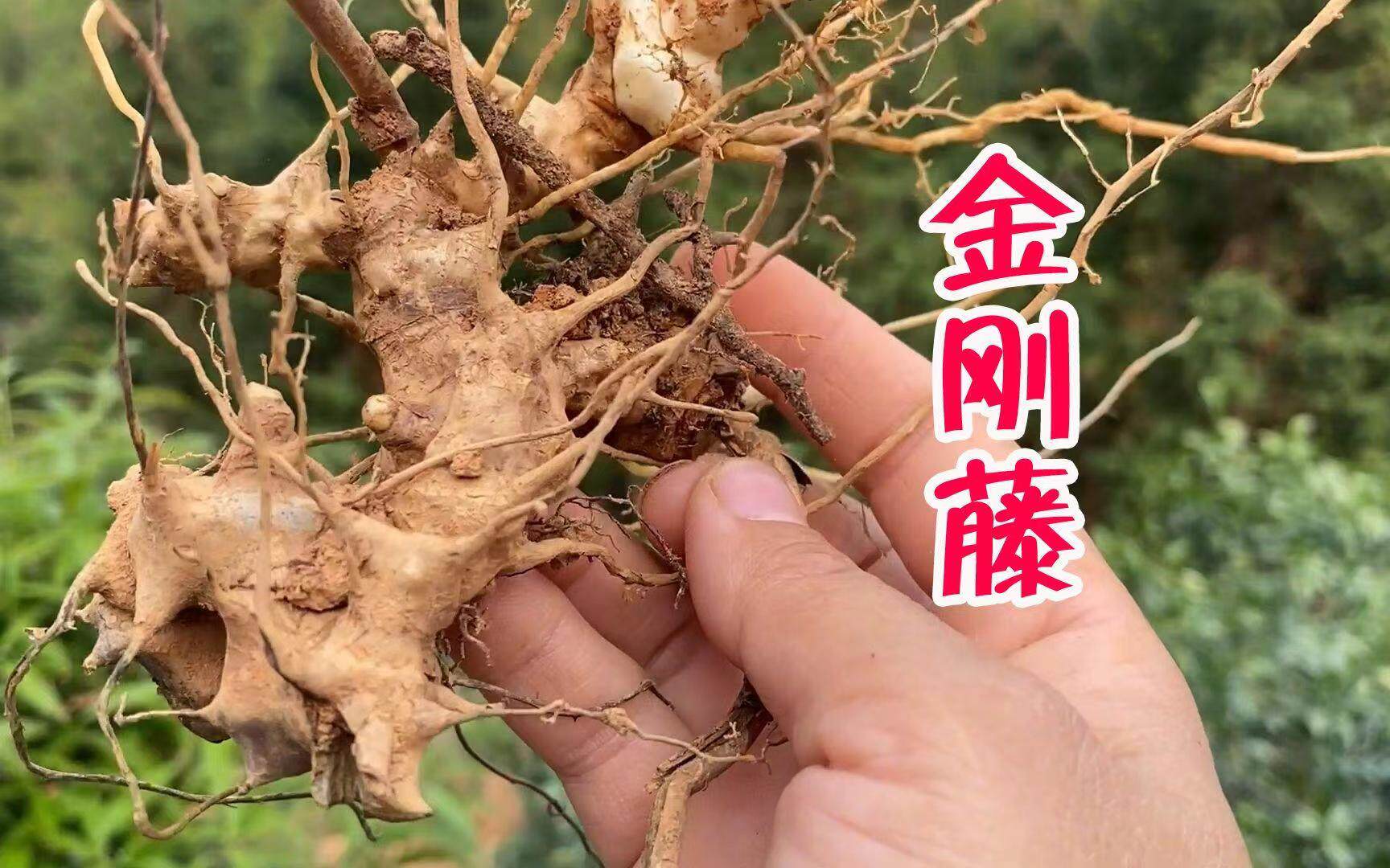 闽南草头狗头菝葜根铁菱角煲汤泡酒金刚根金刚刺根突出金刚藤