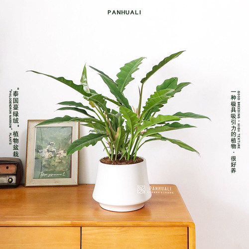 超好养的泰国蔓绿绒室内盆栽绿植