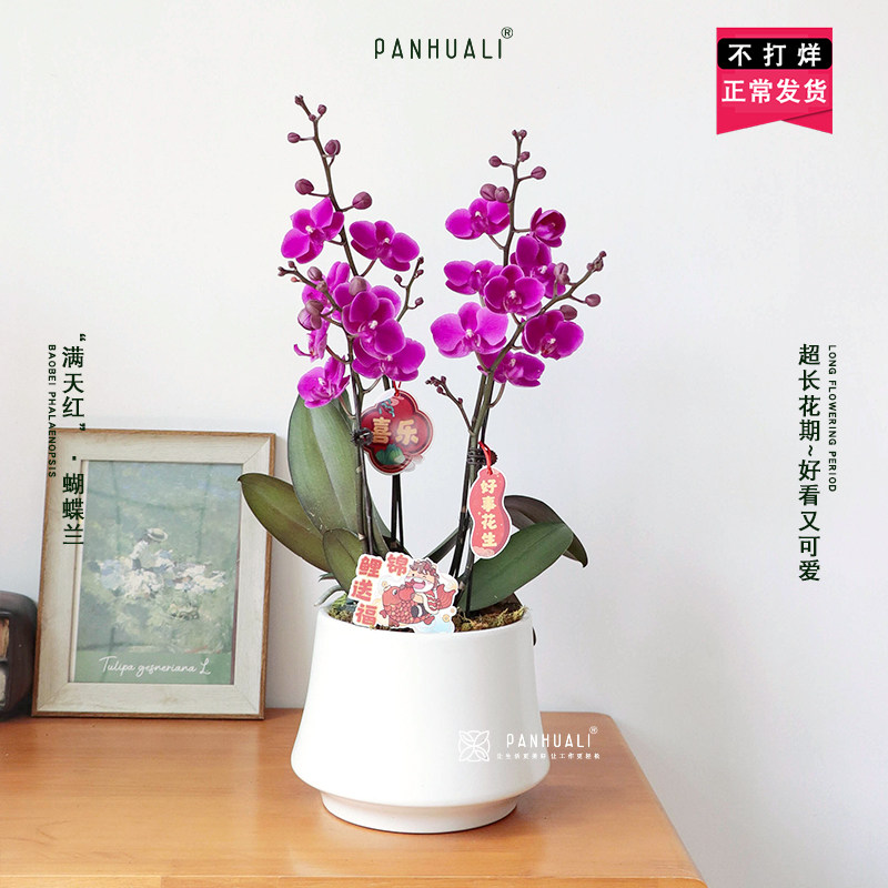 带花发出 精品紫粉色蝴蝶兰花室内花客厅盆栽花卉盆景 好养长花期