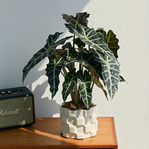 大仙女海芋室内阳台绿植超高质感