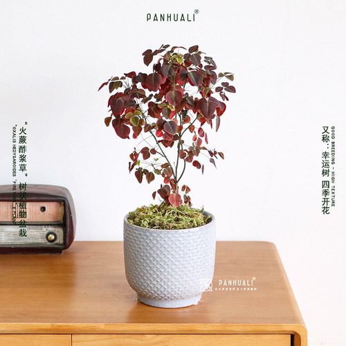 开花火蕨酢浆草幸运树室内小绿植