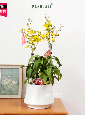 跳舞兰文心兰花卉植物盆栽黄色兰花室内客厅绿植带花发出超长花期